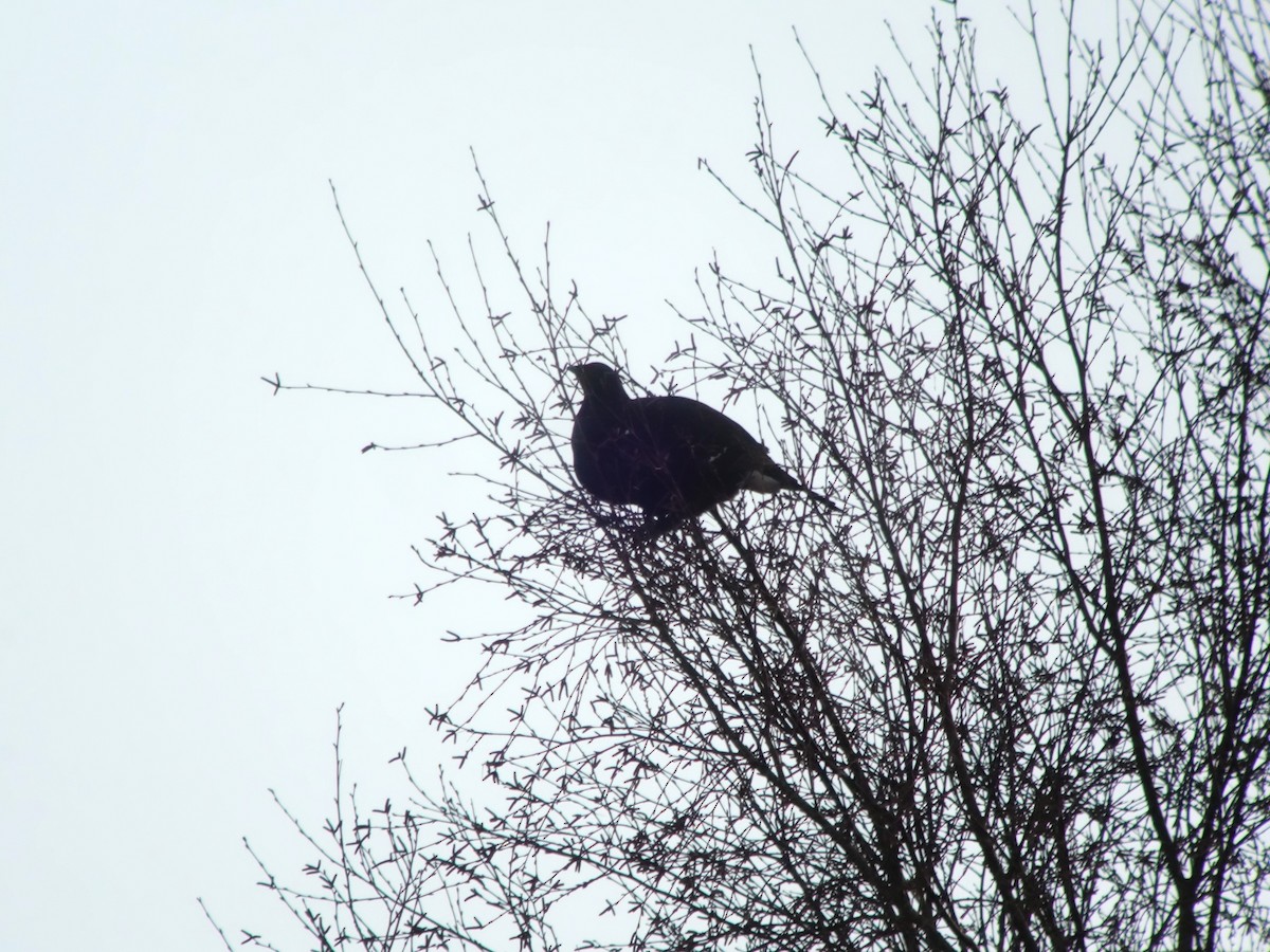 クロライチョウ - ML646512435