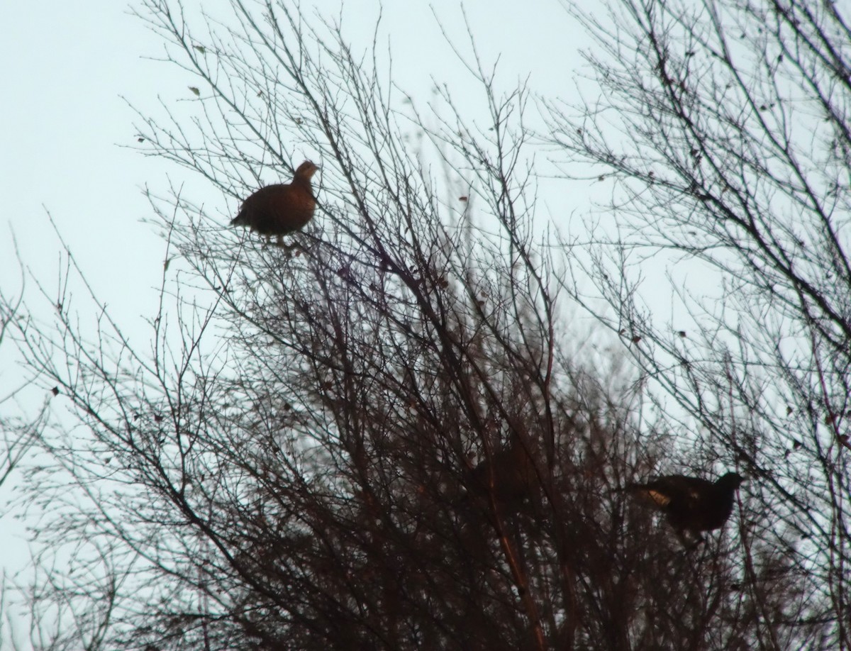 クロライチョウ - ML646512436