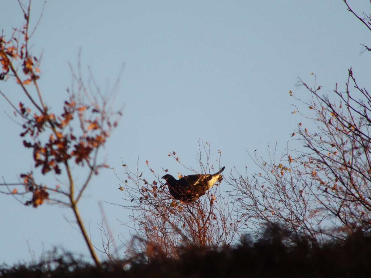 クロライチョウ - ML646512437