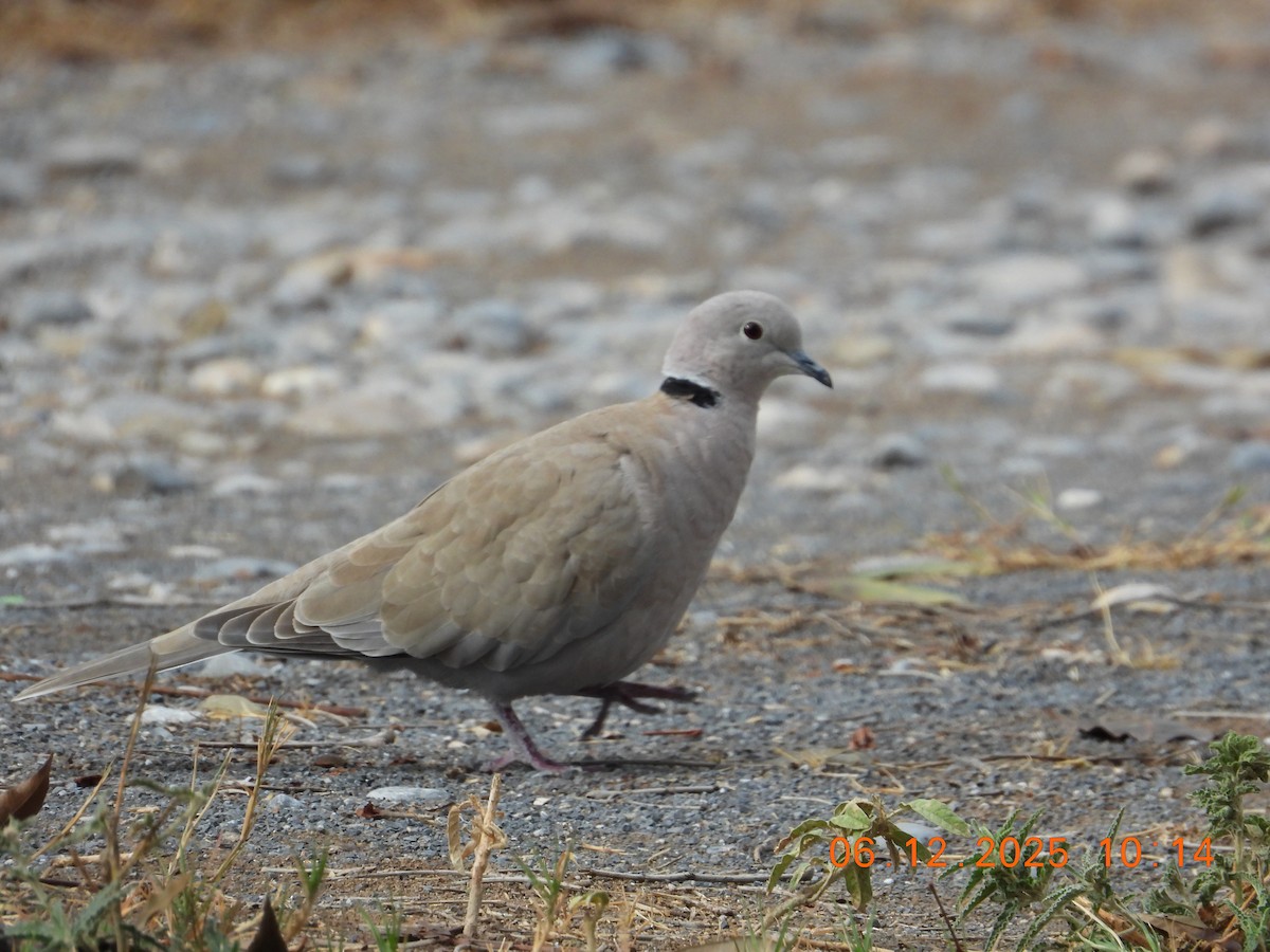 tyrkerdue - ML646512439