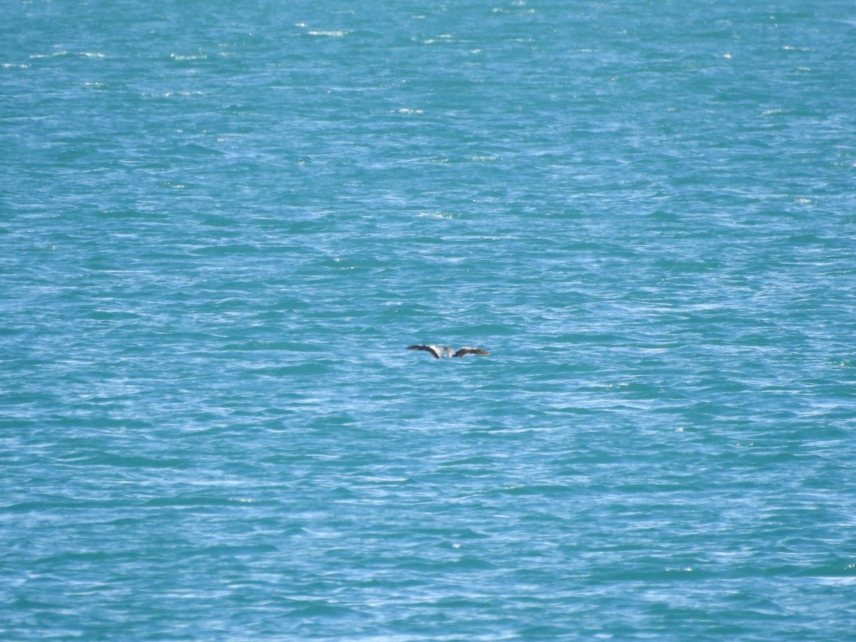 Cormoran huppé - ML646512440