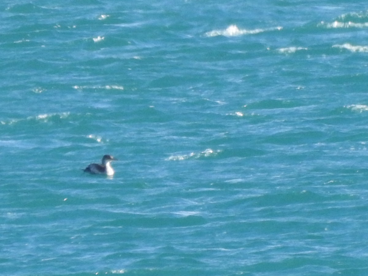 Cormoran huppé - ML646512443