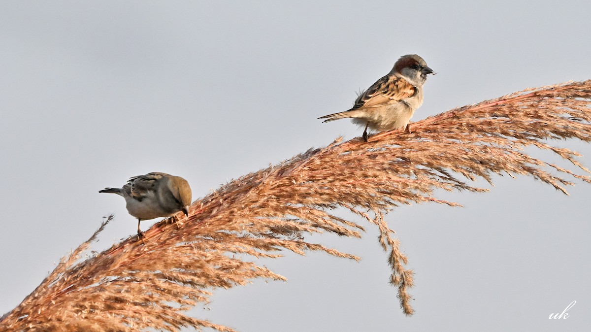 Sind Sparrow - ML646512445