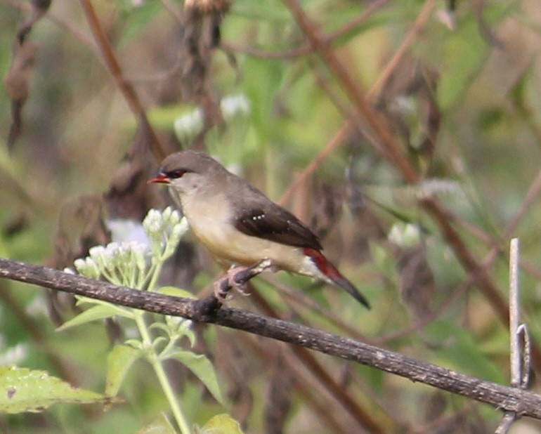 Red Avadavat - ML646512449