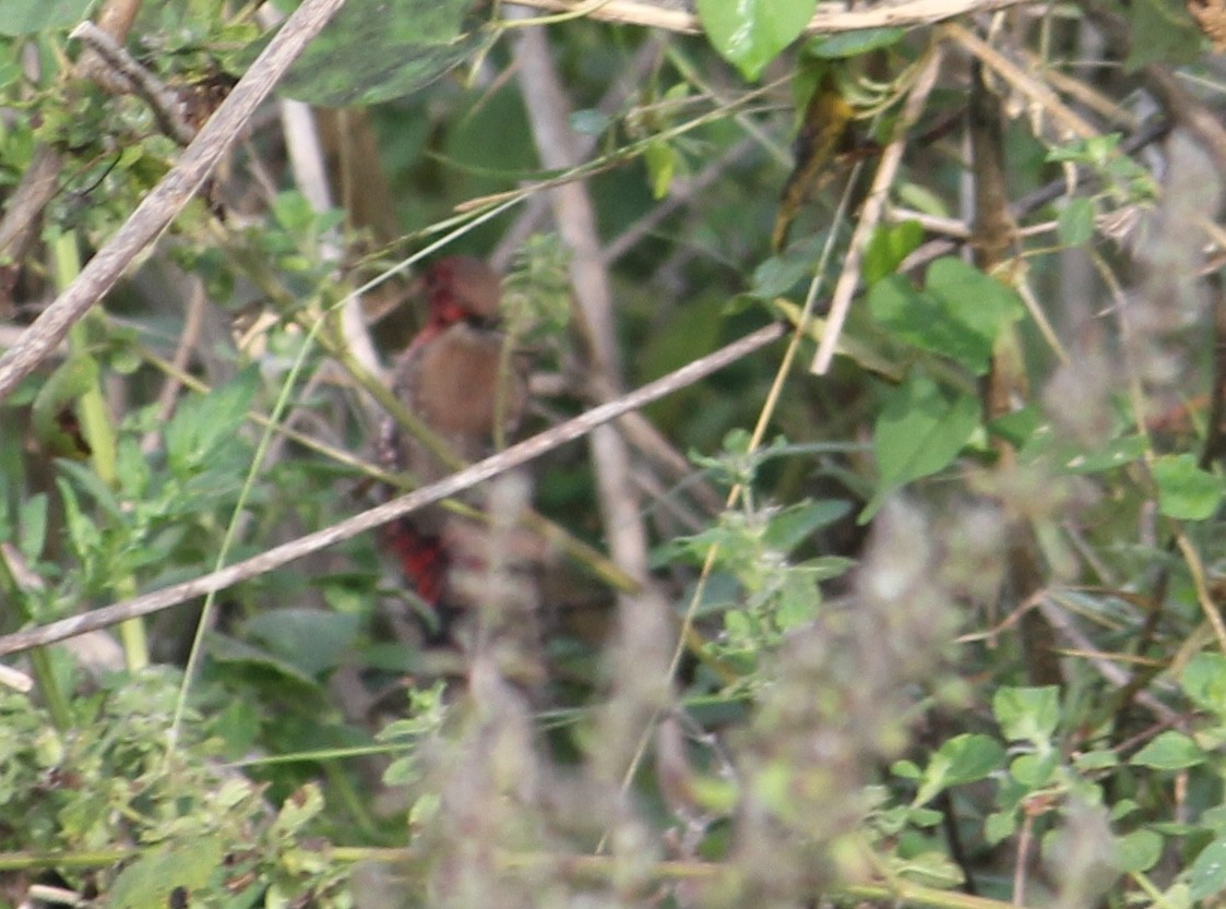 Red Avadavat - ML646512450