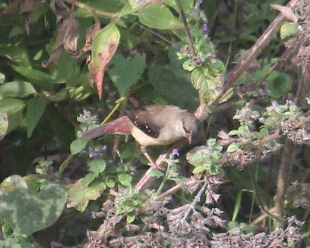 Red Avadavat - ML646512451