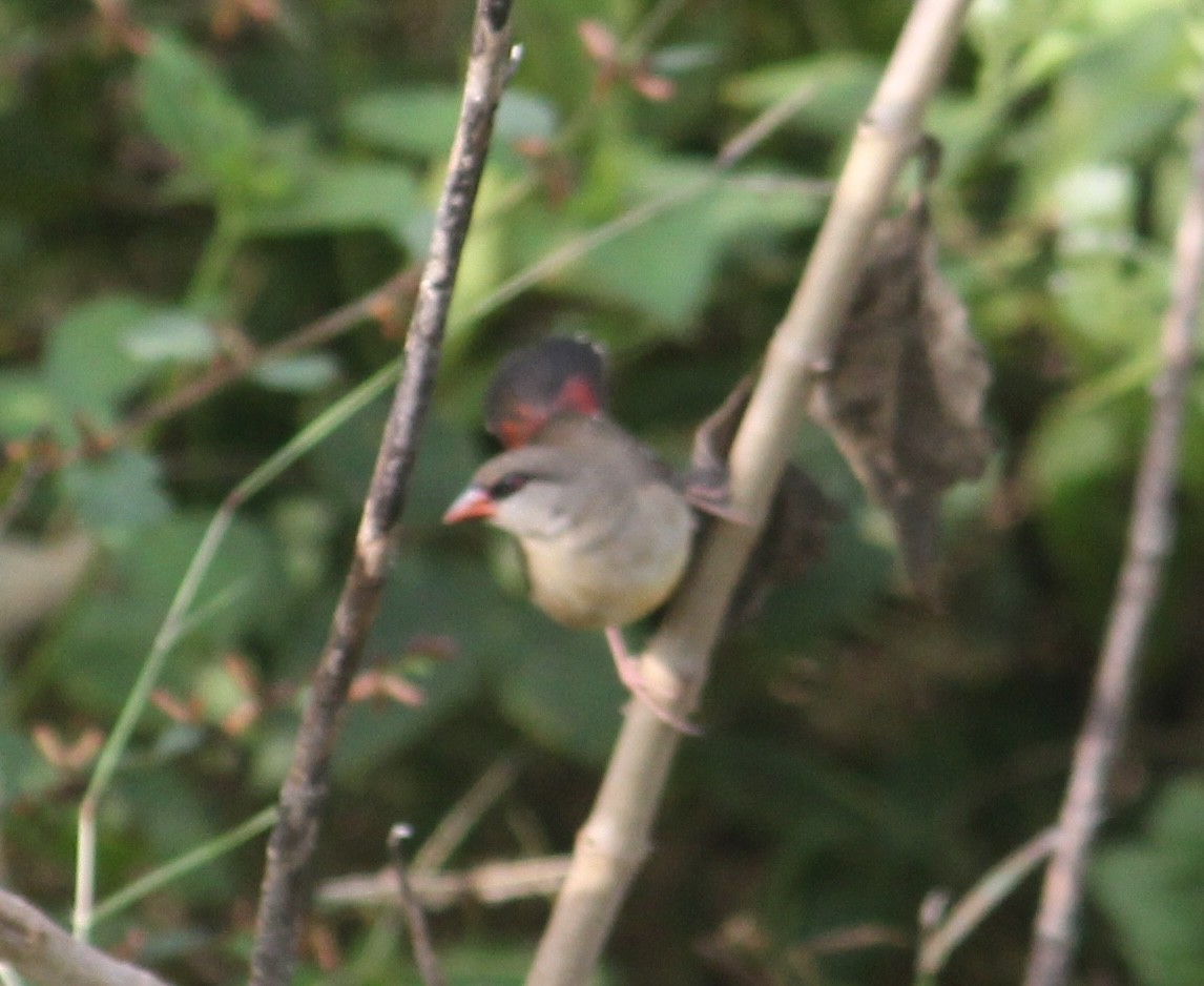 Red Avadavat - ML646512452