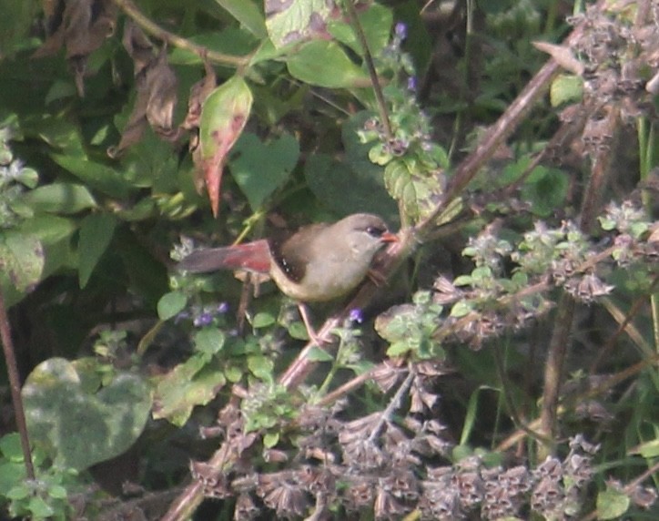 Red Avadavat - ML646512453