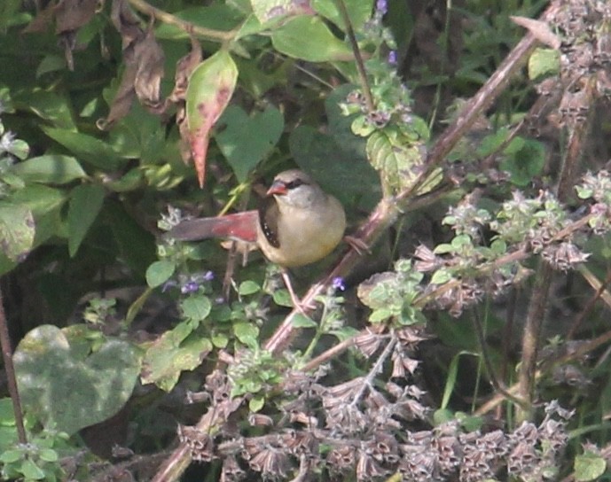 Red Avadavat - ML646512454