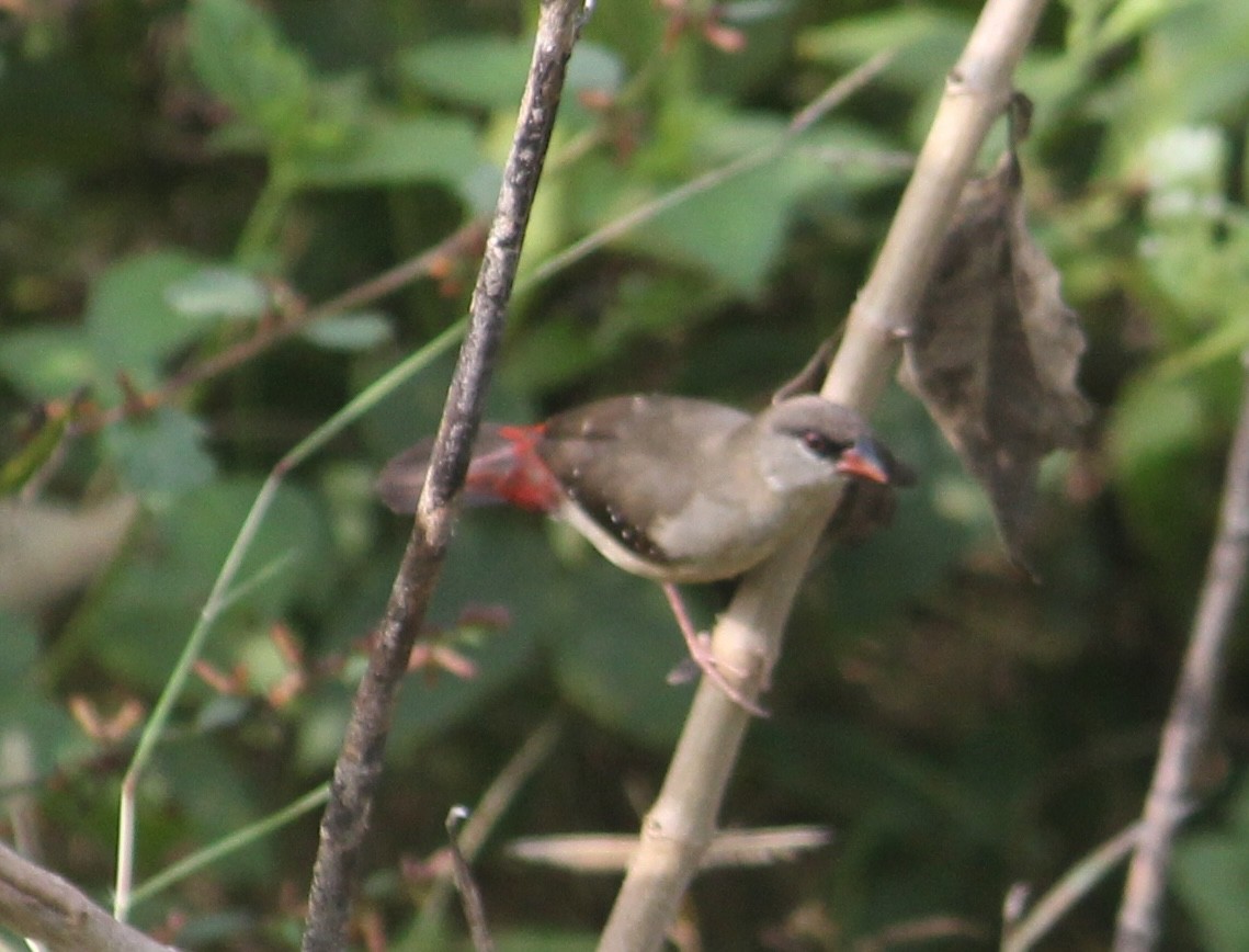 Red Avadavat - ML646512455