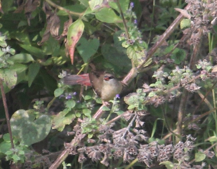 Red Avadavat - ML646512456