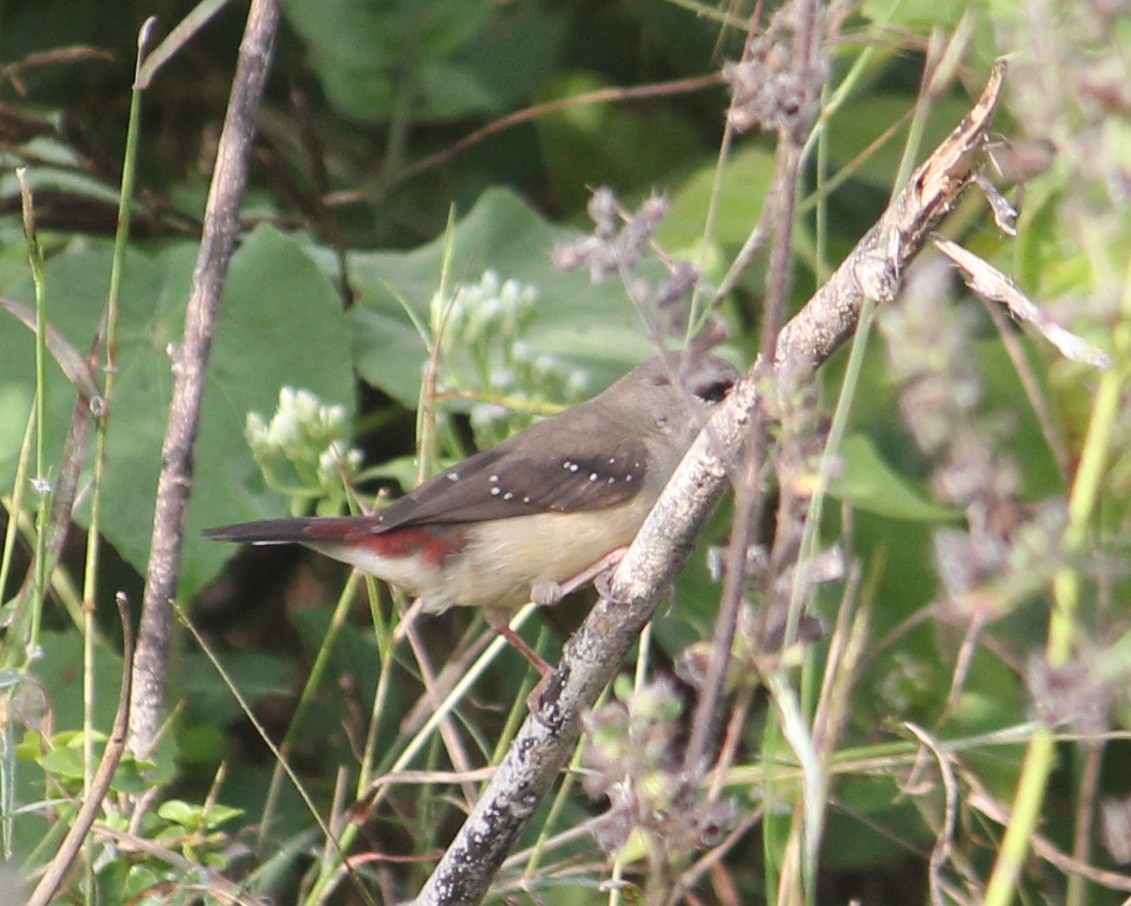 Red Avadavat - ML646512457