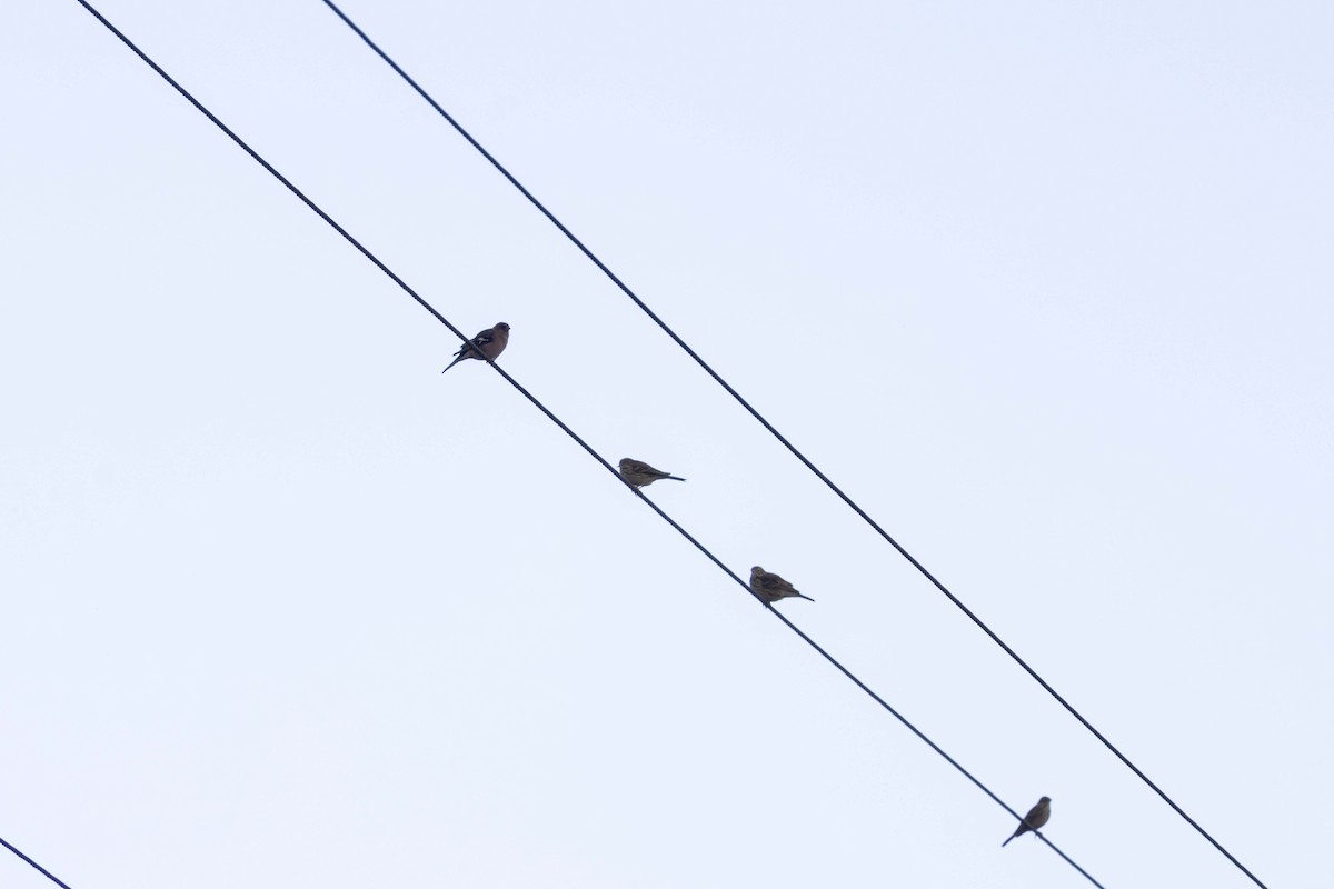 Щеврик лучний - ML646512458