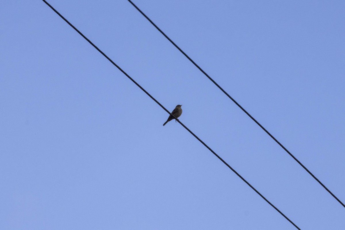 Щеврик лучний - ML646512459