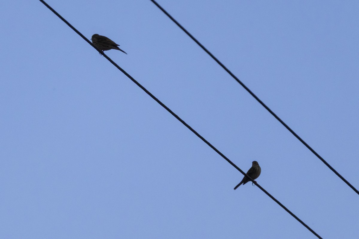 Щеврик лучний - ML646512460