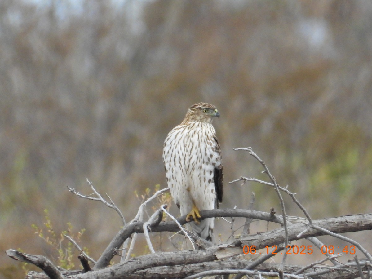 Cooper's Hawk - ML646512463