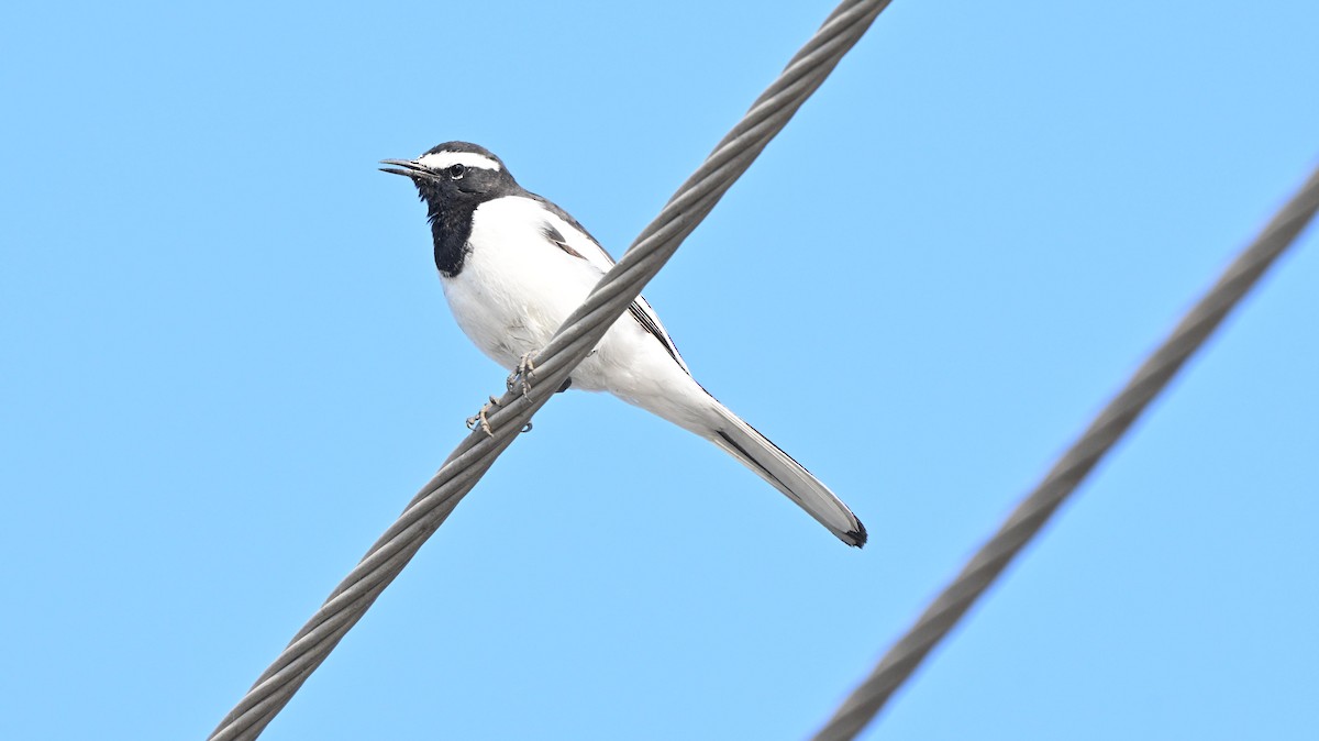 White-browed Wagtail - ML646512465