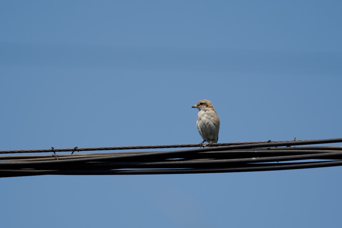 Isabellwürger - ML646512469