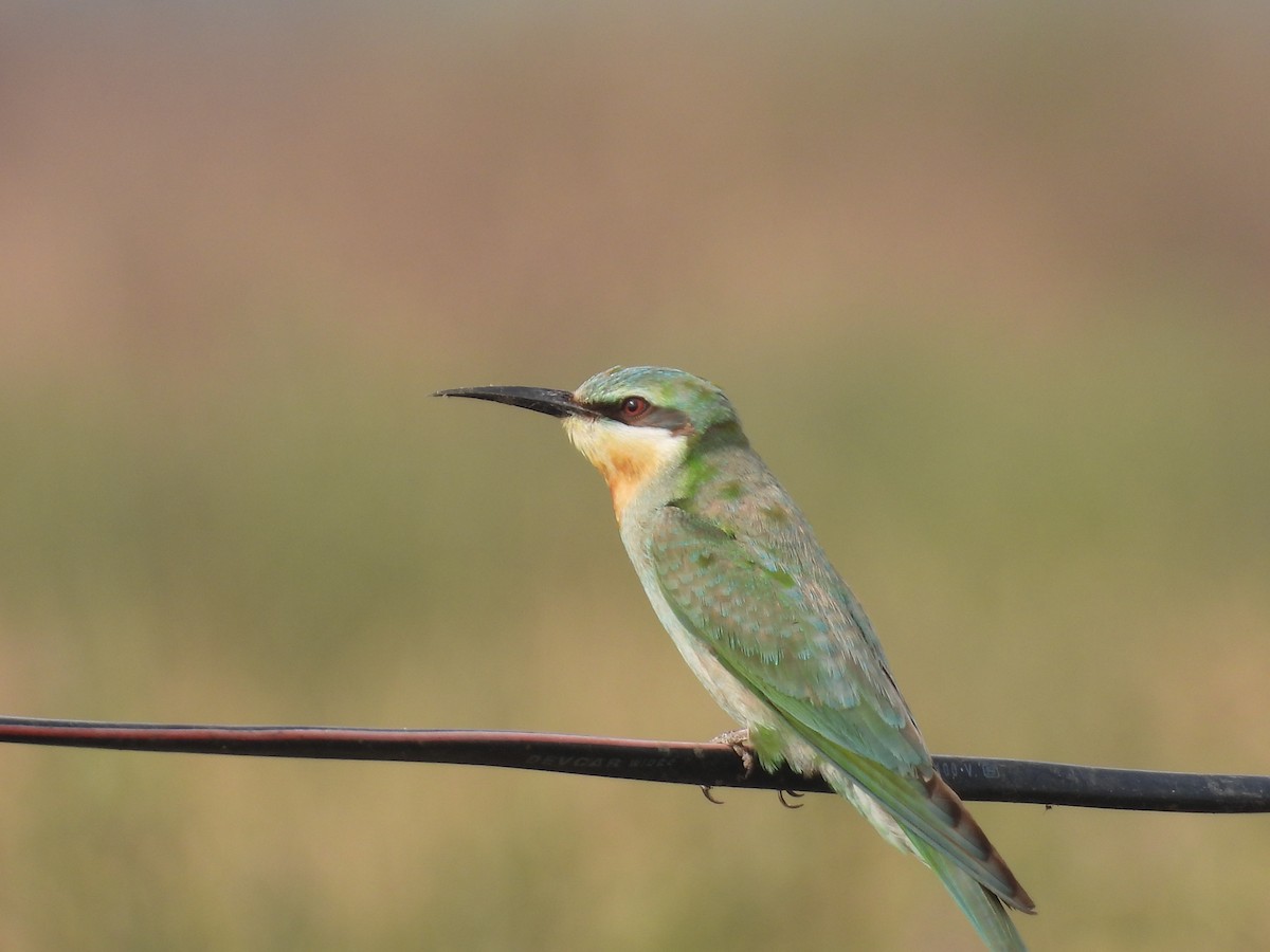 Blauwangenspint - ML646512470