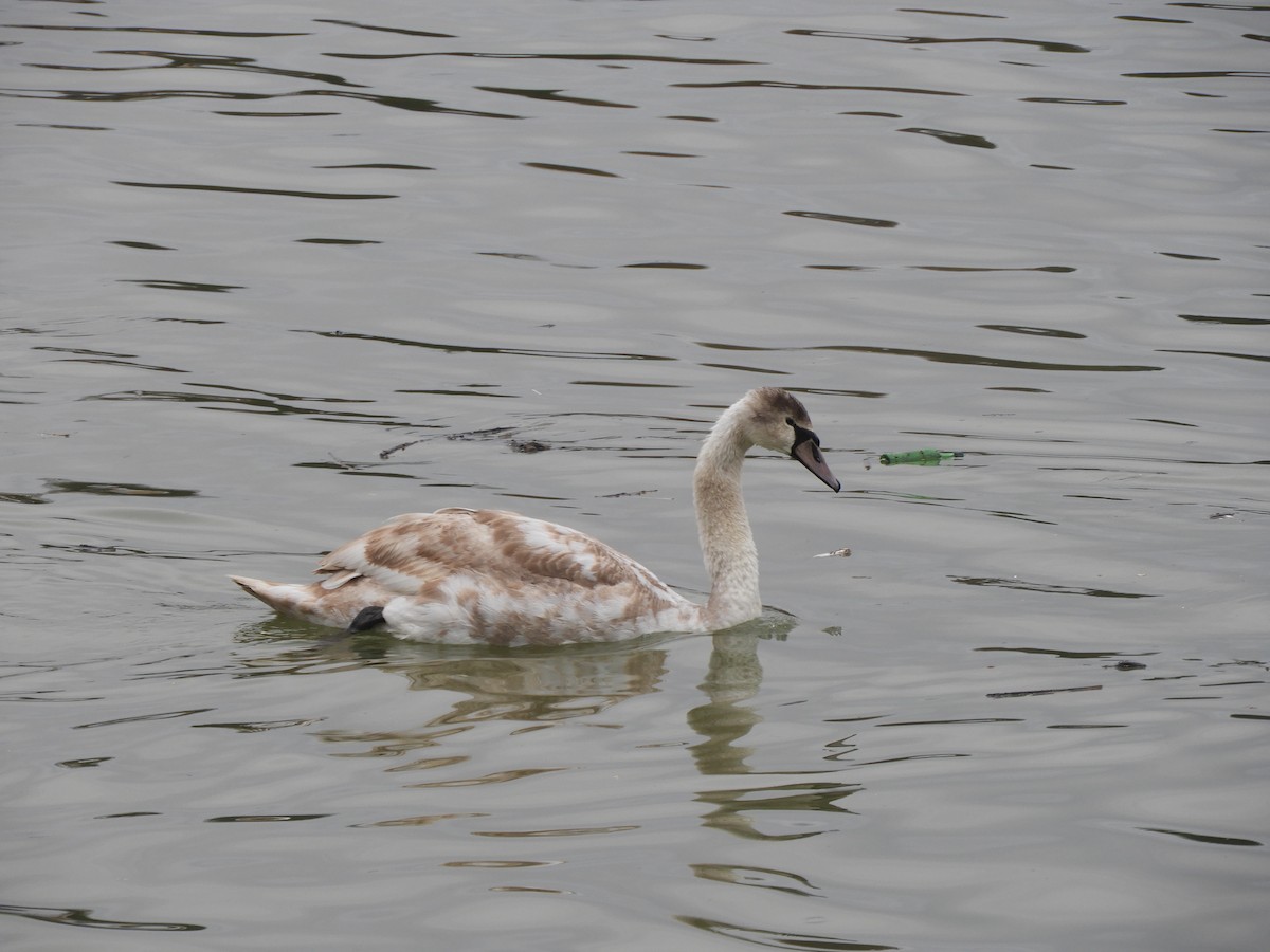 Cygne tuberculé - ML646512472