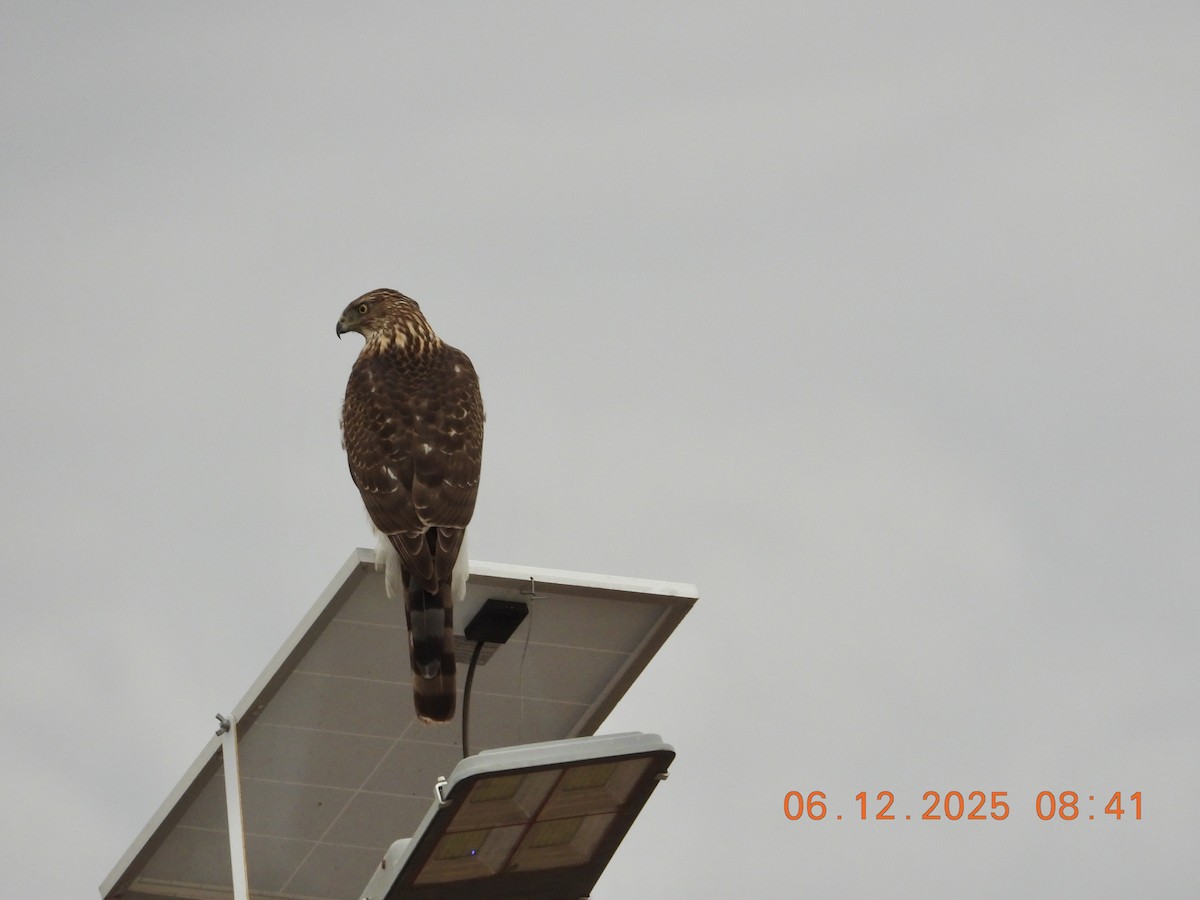Cooper's Hawk - ML646512473