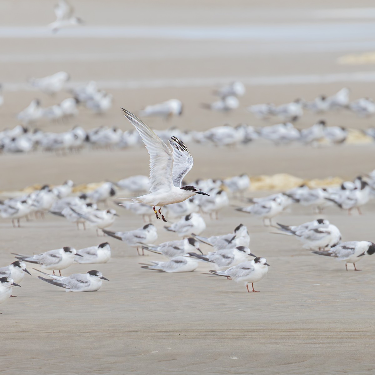 Roseate Tern - ML646512474