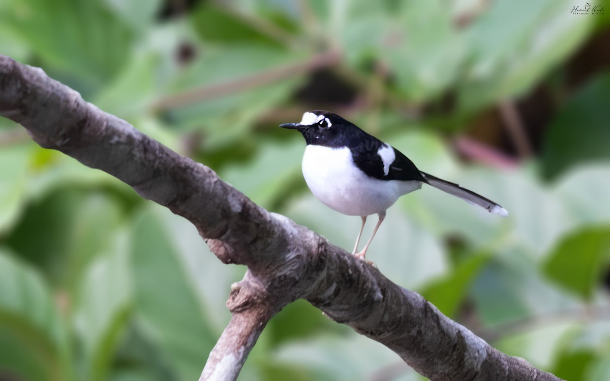 Black-backed Forktail - ML646512476