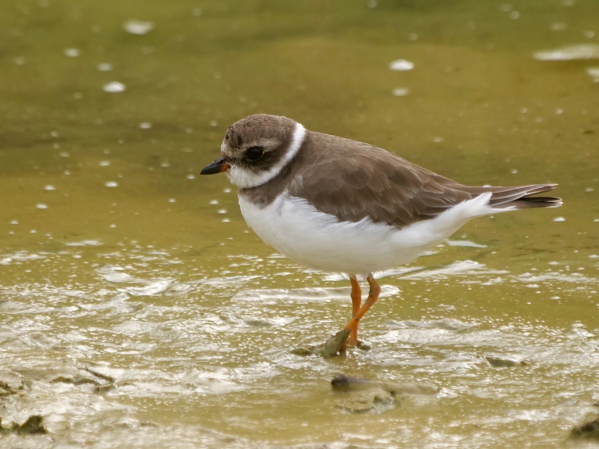 Chorlitejo Semipalmeado - ML646512477