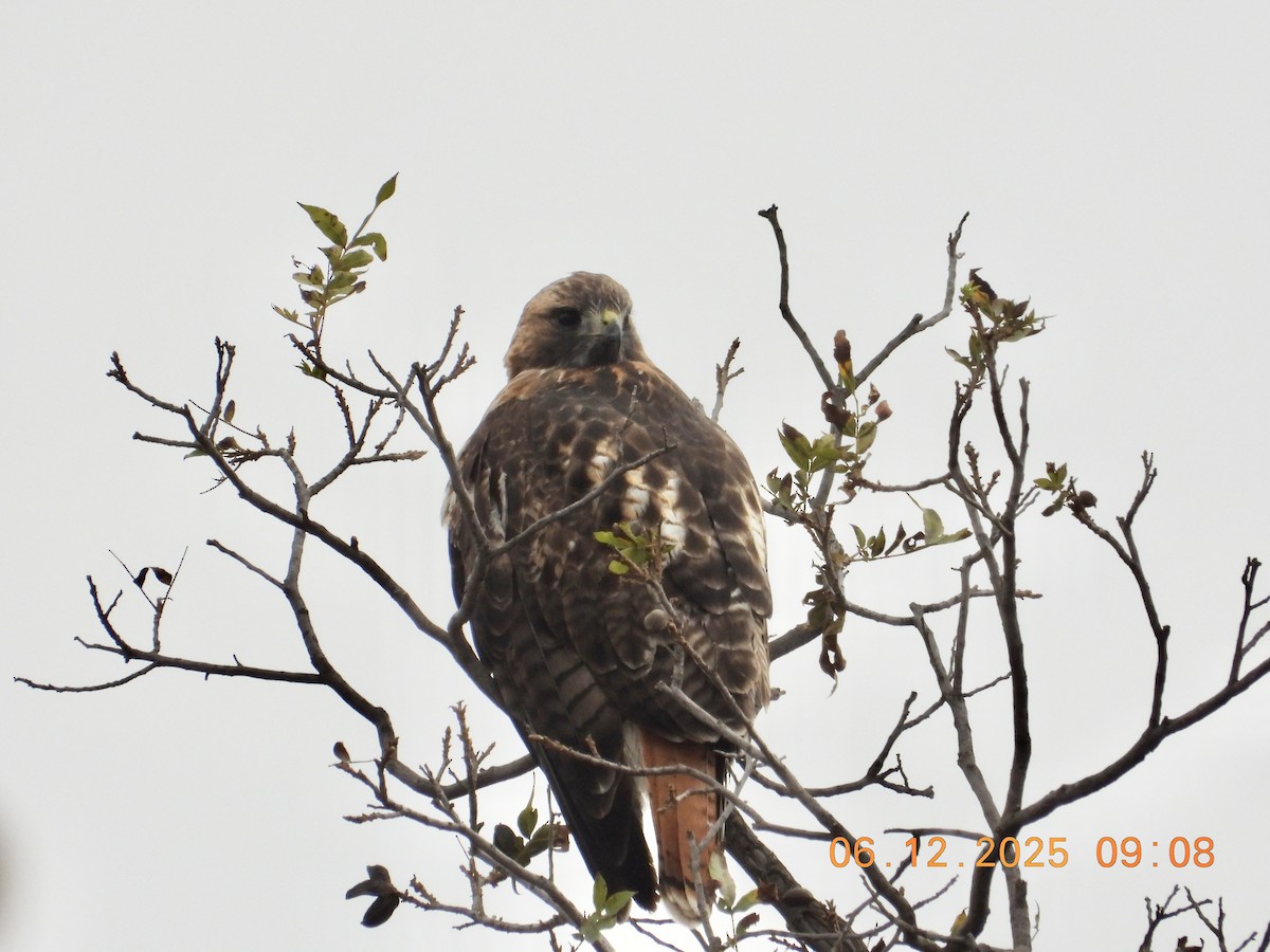 Red-tailed Hawk - ML646512478