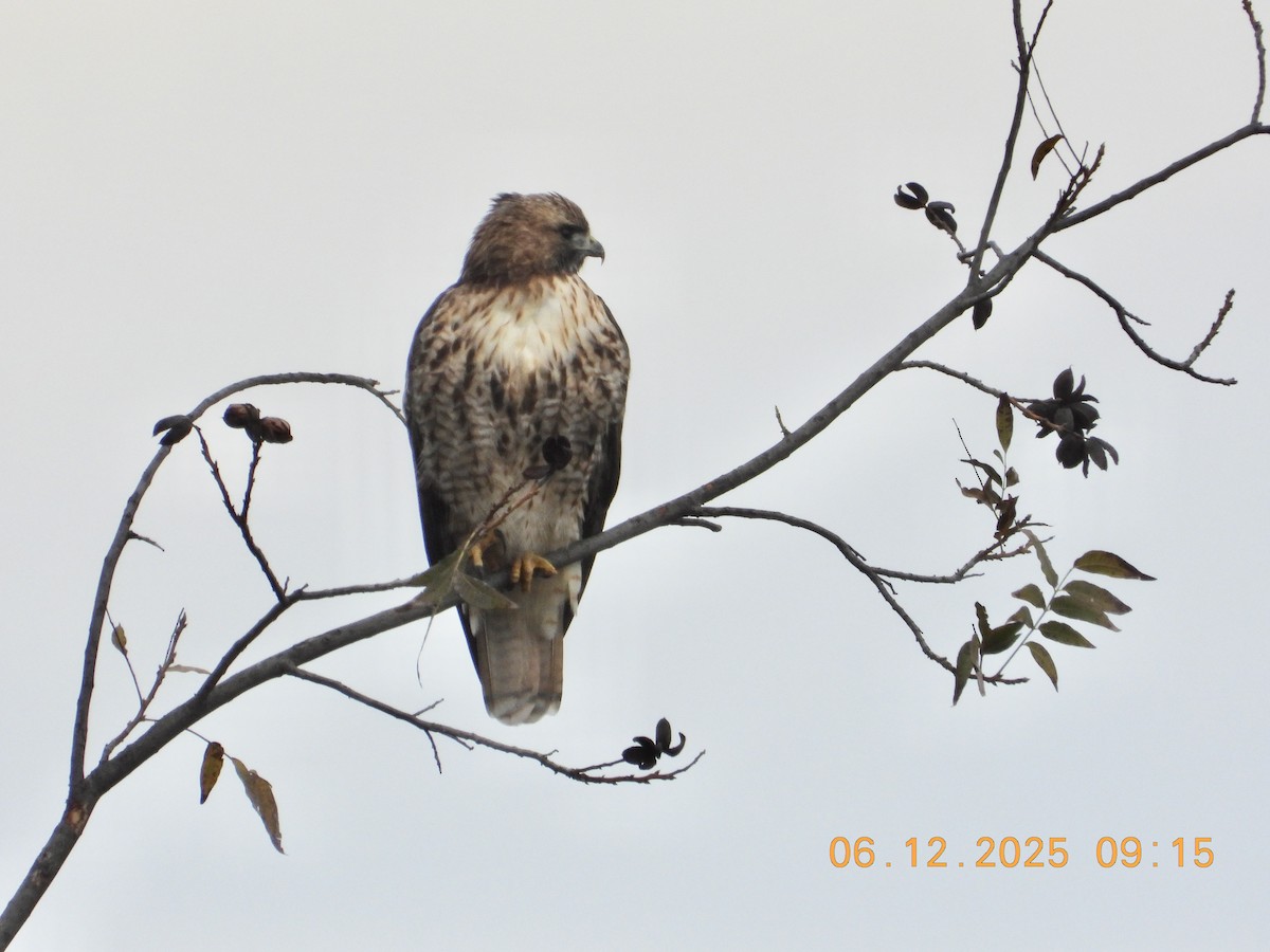Red-tailed Hawk - ML646512490