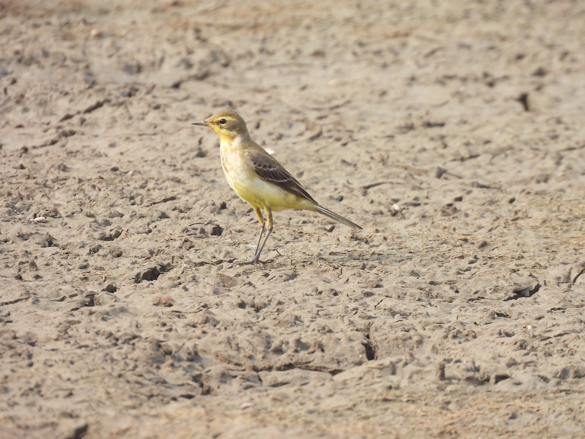 Schafstelze - ML646512492