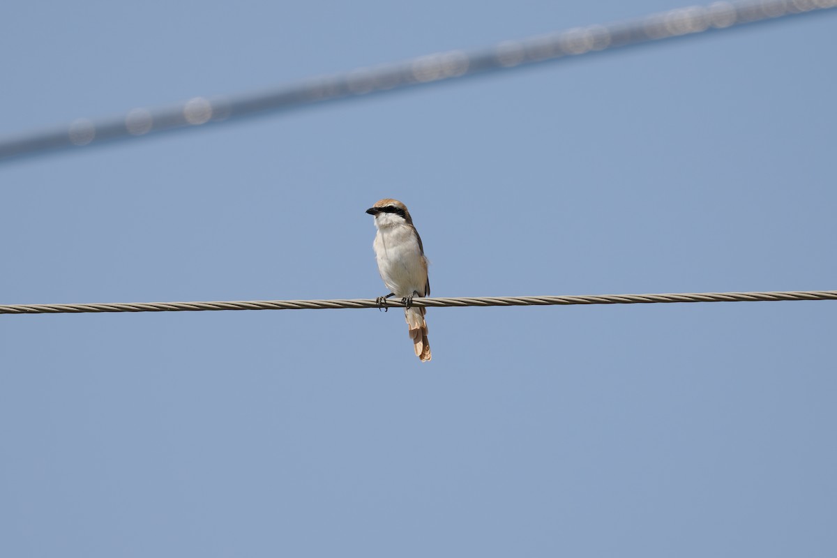 Red-tailed Shrike - ML646512493
