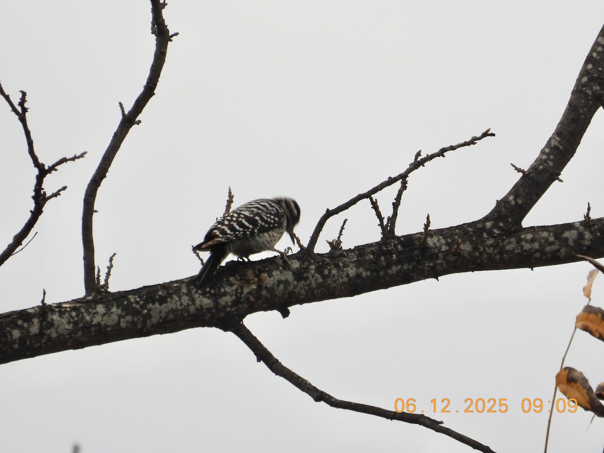 Ladder-backed Woodpecker - ML646512497