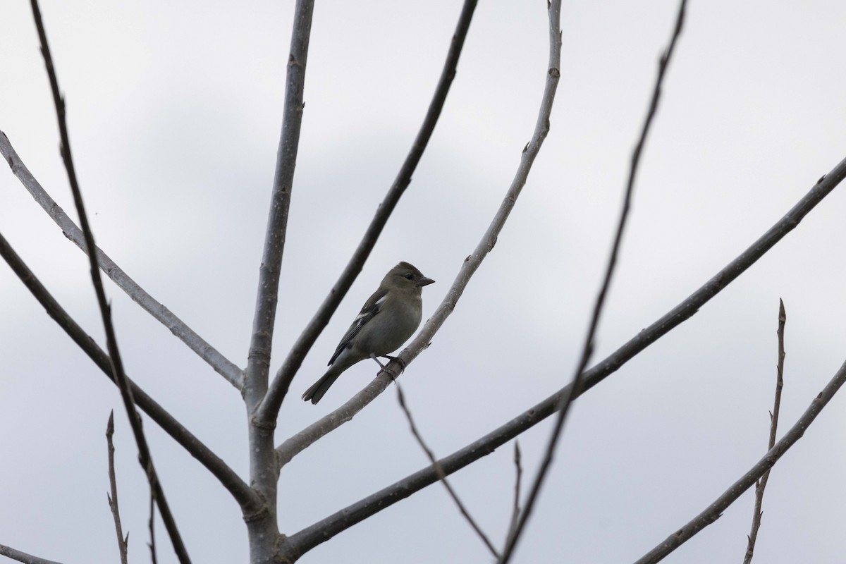 Зяблик звичайний - ML646512498