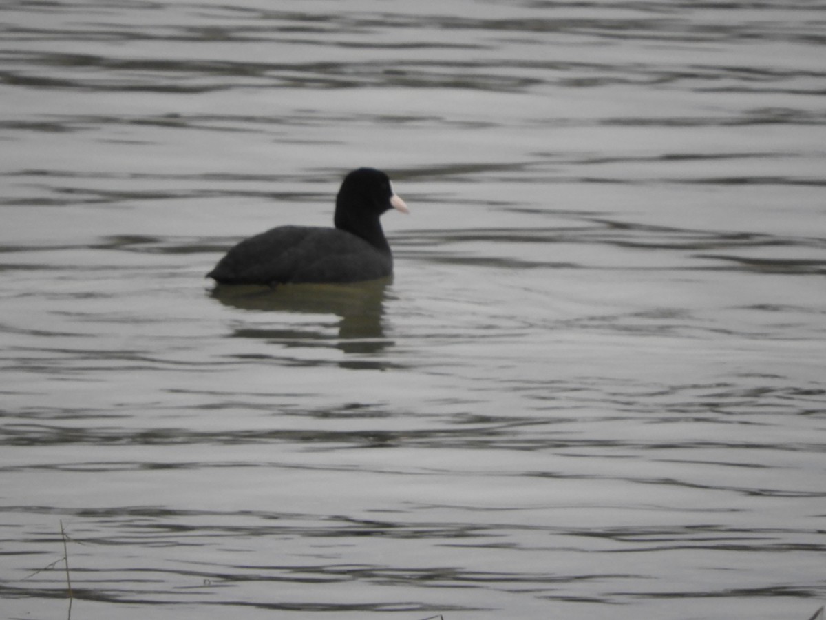 Foulque macroule - ML646512499