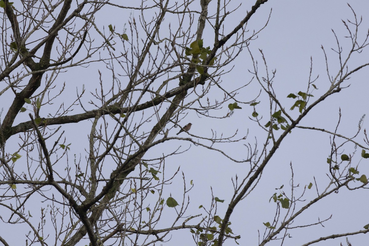 Зяблик звичайний - ML646512500