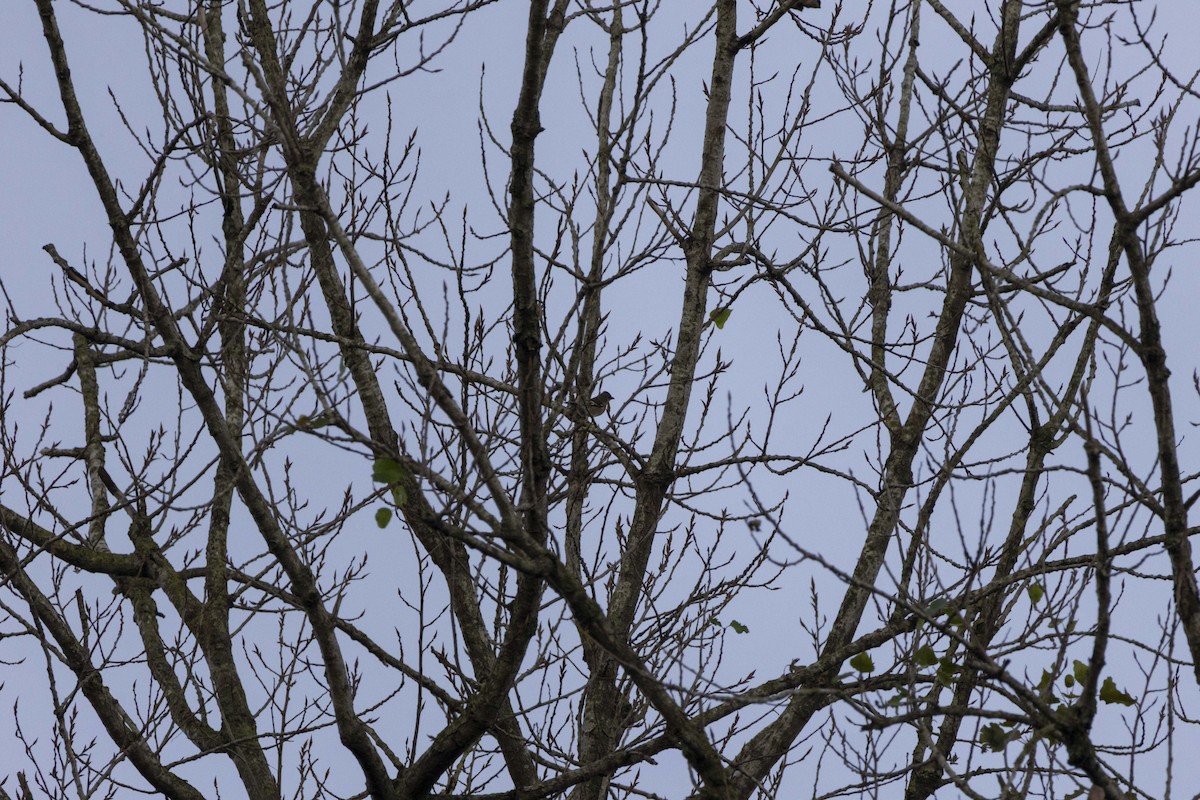 Зяблик звичайний - ML646512501