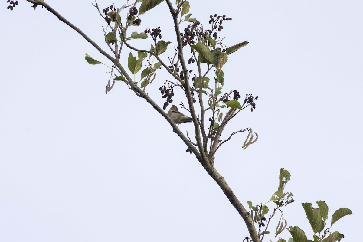 Зяблик звичайний - ML646512502