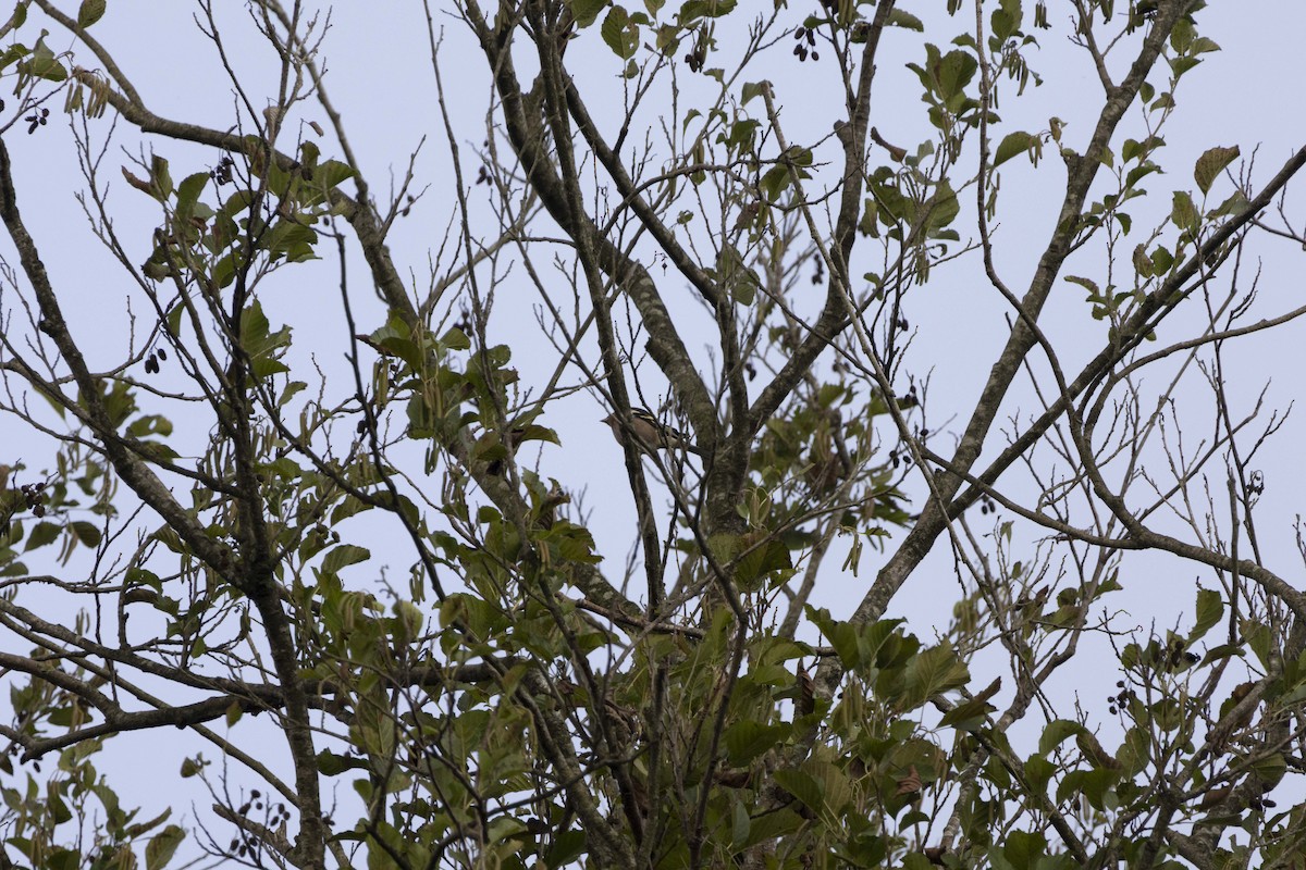 Зяблик звичайний - ML646512503