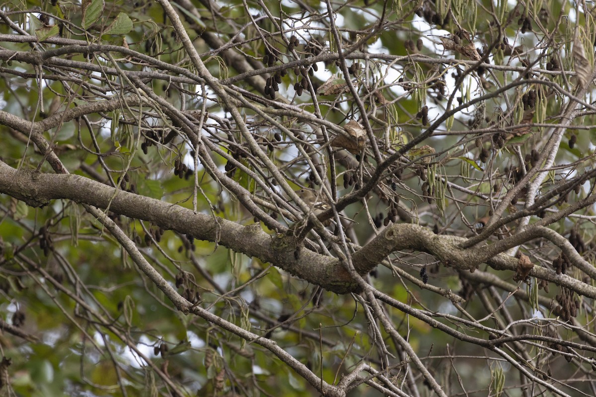 Зяблик звичайний - ML646512504