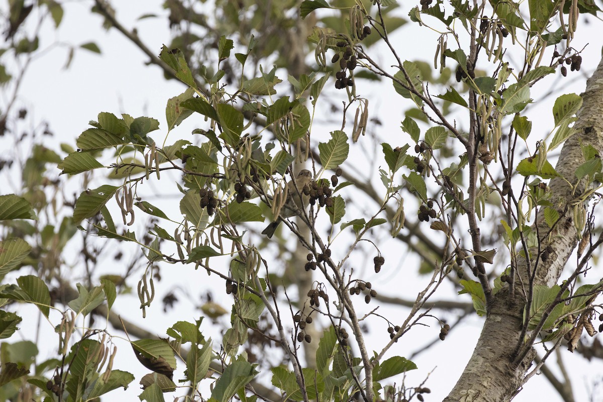 Зяблик звичайний - ML646512505