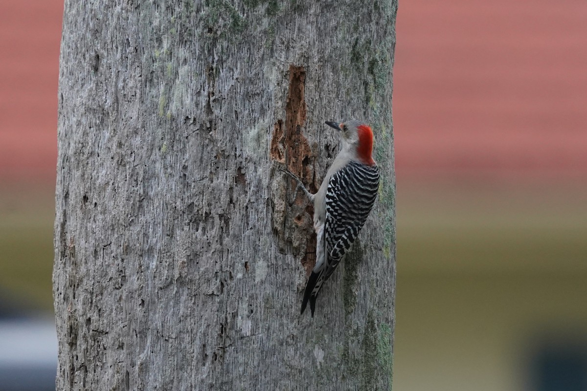 datel karolínský - ML646512509