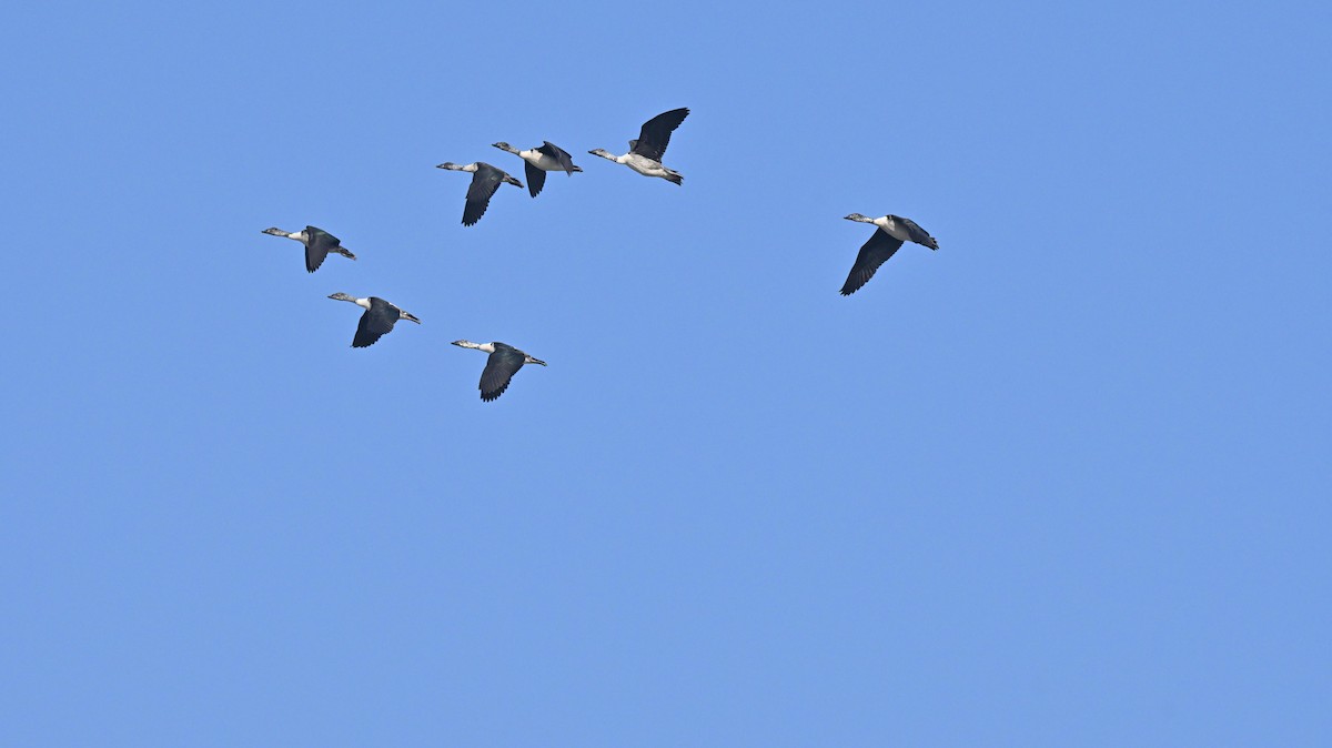 Knob-billed Duck - ML646512510