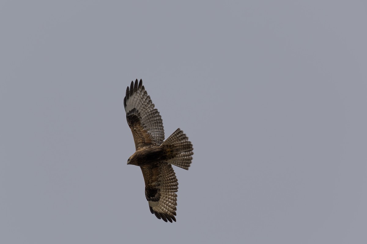 Buse variable - ML646512511