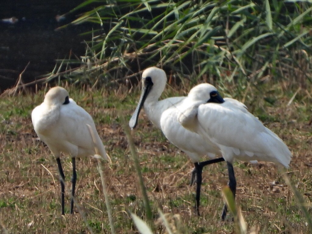 黑面琵鷺 - ML646512512