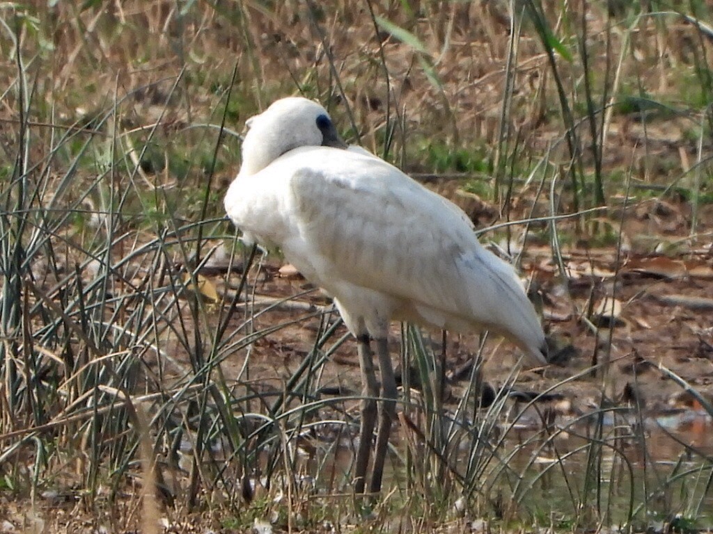 黑面琵鷺 - ML646512513