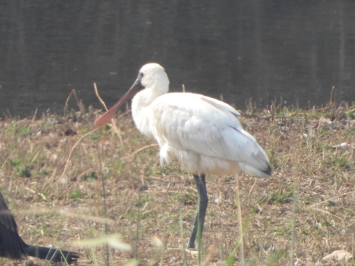 黑面琵鷺 - ML646512514