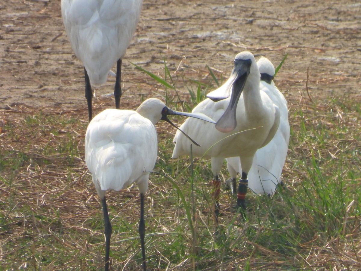 黑面琵鷺 - ML646512516