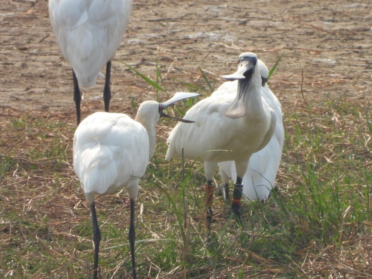 黑面琵鷺 - ML646512517