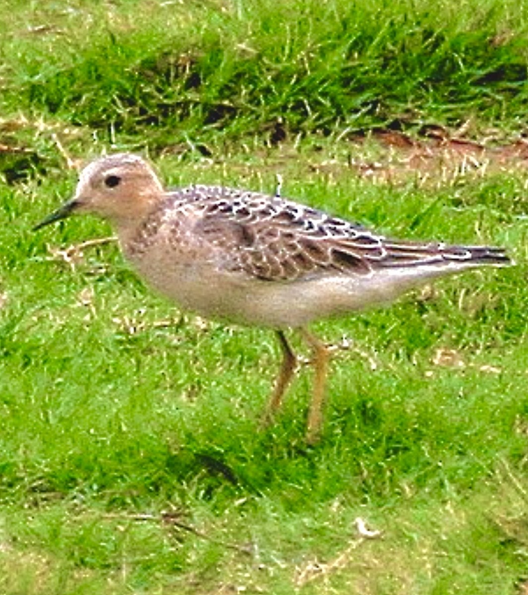 חופית זהובת-גחון - ML646512518